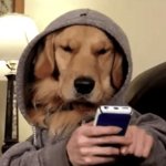 Dog on phone