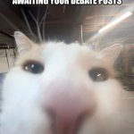 Facebook Cat Lol | FACEBOOK COMMUNITY STANDARDS AWAITING YOUR DEBATE POSTS | image tagged in funny cat,facebook jail,facebook,cats | made w/ Imgflip meme maker