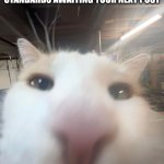 Facebook Community Standards Cat | FACEBOOK COMMUNITY STANDARDS AWAITING YOUR NEXT POST | image tagged in funny cat,facebook,funny,cats,fyp | made w/ Imgflip meme maker