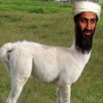 Osama Bin Llama