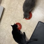 Cats eating