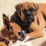 Dogs