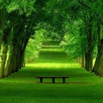 a lone bench in a vast of trees.