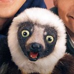 Zaboomafoo
