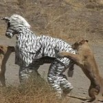 Zebra bad idea