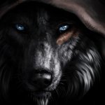 Wolf in hood