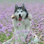 husky in field