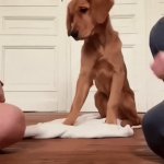 Paw Power | image tagged in gifs,paw power | made w/ Imgflip video-to-gif maker