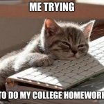 Yeah, especially when part of college is physical for the program you’re in | ME TRYING; TO DO MY COLLEGE HOMEWORK | image tagged in tired cat,memes,college | made w/ Imgflip meme maker