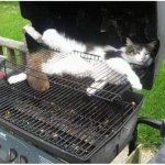 BBQ cat