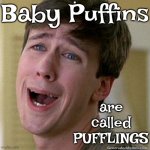 Too Cute | Baby Puffins; are called
PUFFLINGS | image tagged in awww,puffin,club penguin,too cute,adorable,memes | made w/ Imgflip meme maker