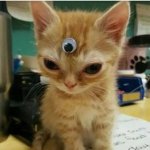 third eye cat