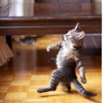 Strutting kitten meme