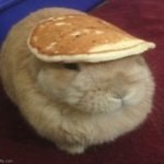 bunny | image tagged in bunny,memes,funny memes,funny,oh wow are you actually reading these tags,stop reading the tags | made w/ Imgflip meme maker