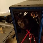 cat in pc