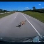 Deer getting hit by car  at 70mph GIF Template