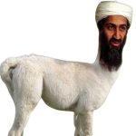 Osama Bin Llama