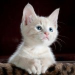 Fluffy Cat.