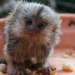 Baby Marmoset