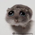 Sad hamster GIF Template