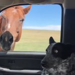 Dog Uncomfortable With Horse