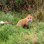 Cute fox