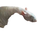 Renis (transparent)