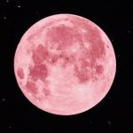 Pink Moon