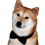 Fancy Shiba