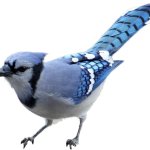 BLUE JAY meme