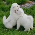 Hugging puppies meme