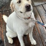 Reluctant dog hiking with family