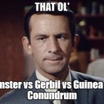 Which Rodent | THAT OL'; Hamster vs Gerbil vs Guinea Pig
Conundrum | image tagged in the old trick | made w/ Imgflip meme maker