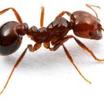 ant meme