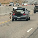 Elk in a Hyundai template