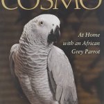 Cosmo the Grey Parrot