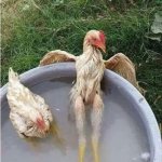 Chicken hot tub