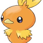 Torchic