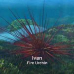 Fire urchin from surf's up