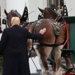 horses ass