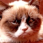 Grumpy cat diapprove unhappy angry face