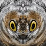 Owl illusion TOW JPP GIF Template