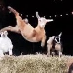 goat jumps over hay GIF Template