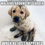 Cute puppy | ACCORDING TO LARRY HE WAS INNOCENTLY WALKING AROUND MY GARDEN; WHEN HE JUST HAPPENED TO FALL DOWN INTO A HOLE | image tagged in cute puppy | made w/ Imgflip meme maker