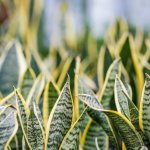 Snake plant