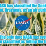 NASA snake plant