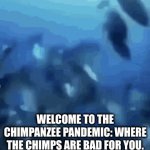 Chimpanzee Pandemic | WELCOME TO THE CHIMPANZEE PANDEMIC: WHERE THE CHIMPS ARE BAD FOR YOU. | image tagged in gifs,chimp,ooh ooh aah ahh,certified bruh moment,why are you reading this,just tell me | made w/ Imgflip video-to-gif maker