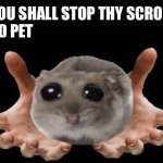 Thou shall stop thy scoll and pet this hamster meme