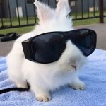 Bunny with Sunglasses