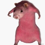 Pink rat meme meme